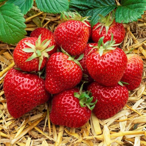strawberries on straw